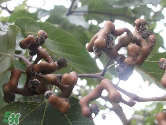 拐棗怎么吃？拐棗好吃嗎