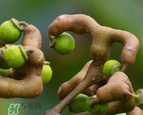 拐棗為什么沒人買？拐棗學(xué)名是什么