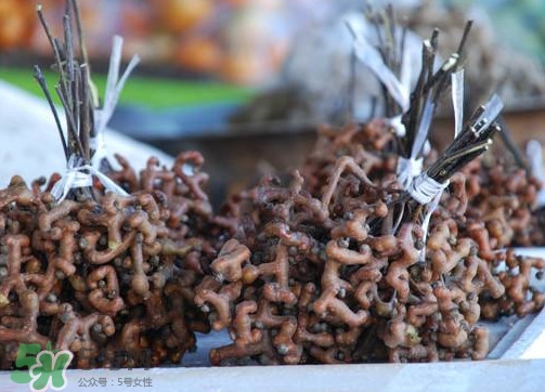 拐棗熬水喝有哪些好處？拐棗怎樣種植