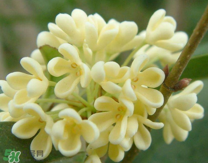 新鮮桂花怎么清洗？新鮮桂花可以冷凍嗎？