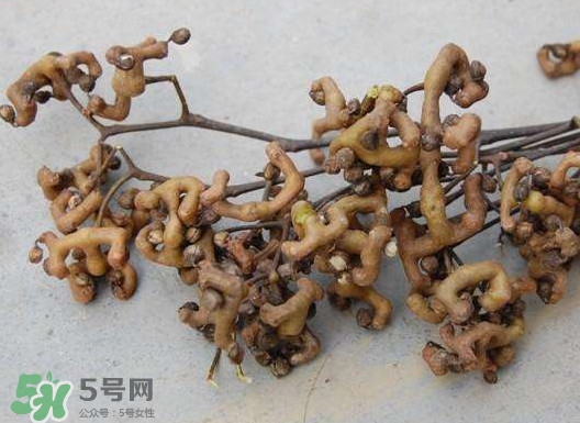 拐棗可以嫁接嗎？拐棗是哪里的特產(chǎn)