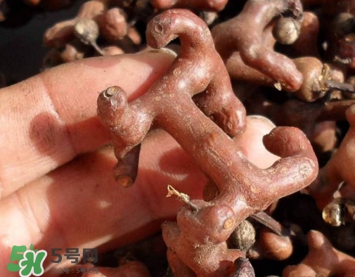 拐棗樹什么時(shí)候栽養(yǎng)？拐棗樹多少年結(jié)果