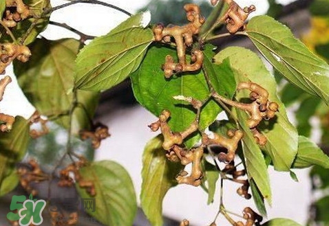 新鮮拐棗吃著澀怎么處理？拐棗為什么澀