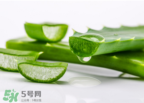 蘆薈泡酒治皮膚病嗎？蘆薈泡酒的功效與作用