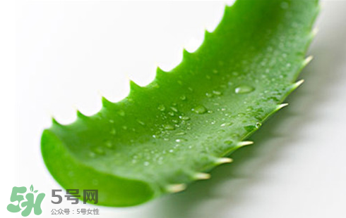 蘆薈泡酒治皮膚病嗎？蘆薈泡酒的功效與作用