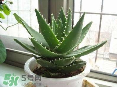 蘆薈泡酒的注意事項(xiàng)有哪些？蘆薈泡酒的做法