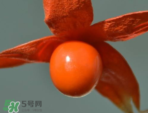 姑娘果熱量高嗎 姑娘果熱量是多少 姑娘果熱量高嗎 姑娘果熱量是多少