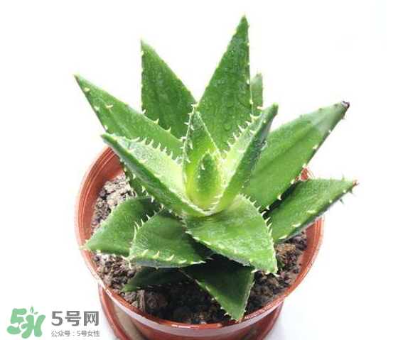 蘆薈有哪些作用？蘆薈會開花嗎？