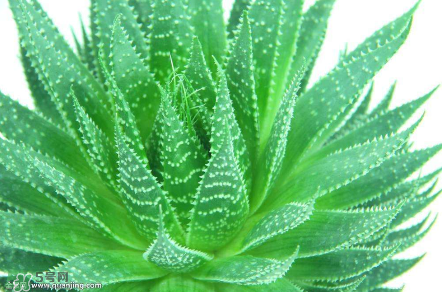 蘆薈有哪些作用？蘆薈會開花嗎？