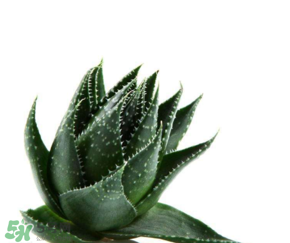 敏感肌能使用蘆薈護(hù)膚嗎？蘆薈膠有什么用？