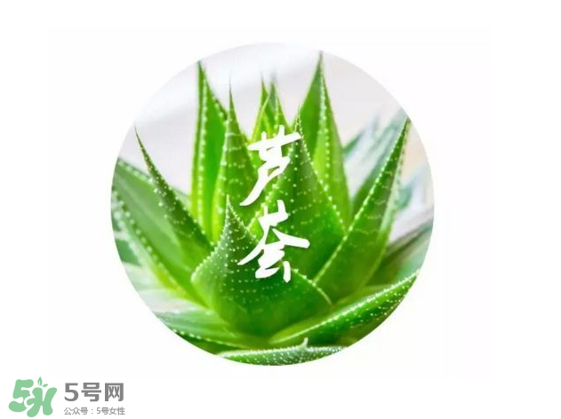 蘆薈膠的醫(yī)療作用有哪些？蘆薈膠的使用方法有哪些？