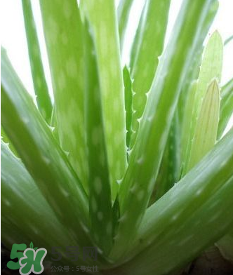 蘆薈膠的醫(yī)療作用有哪些？蘆薈膠的使用方法有哪些？