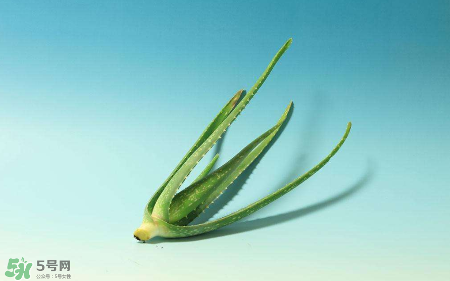 蘆薈膠的醫(yī)療作用有哪些？蘆薈膠的使用方法有哪些？