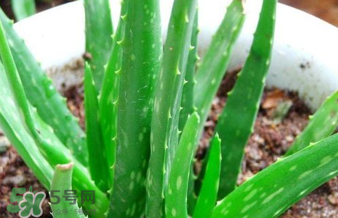 蘆薈膠與隔離霜混合使用怎么樣？蘆薈膠可以做成什么面膜？