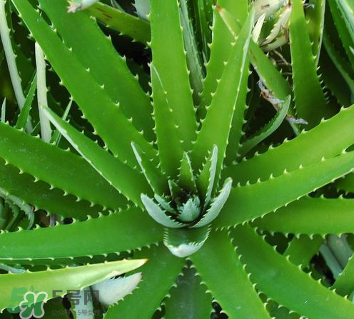 蘆薈膠與隔離霜混合使用怎么樣？蘆薈膠可以做成什么面膜？