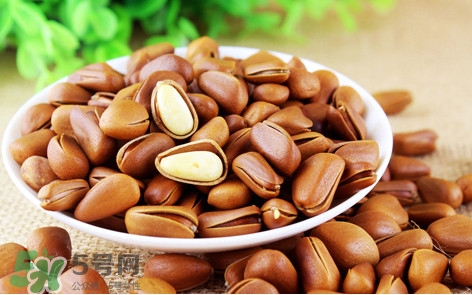 松子什么時候成熟？松子什么時候吃最好