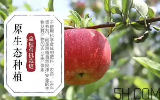 美八蘋果價(jià)格多少錢？美八蘋果多少錢一斤？