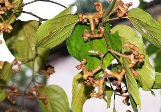 新鮮拐棗吃著澀怎么處理？拐棗為什么澀