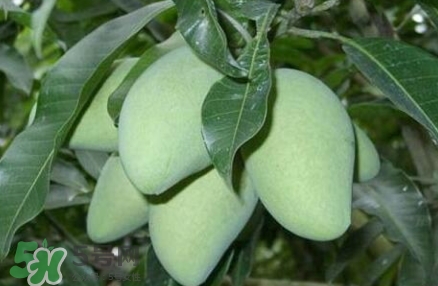 芒果有哪些品種？哪種芒果最好吃？