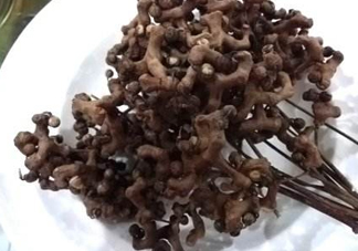 拐棗可以嫁接嗎？拐棗是哪里的特產(chǎn)