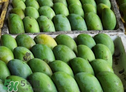 芒果有哪些品種？哪種芒果最好吃？