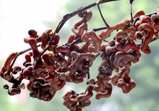 拐棗多少錢一斤？2017拐棗市場價(jià)格