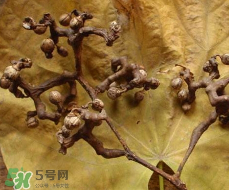 拐棗為什么沒人買？拐棗學(xué)名是什么