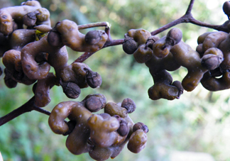 拐棗怎么泡酒？拐棗的功效與作用