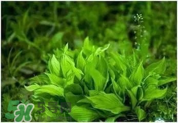 螺旋藻是海帶嗎？螺旋藻是海藻嗎？