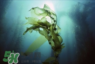 螺旋藻能解酒嗎？解酒的方法有哪些？