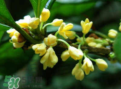 新鮮桂花怎么清洗？新鮮桂花可以冷凍嗎？