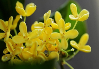 新鮮桂花怎么清洗？新鮮桂花可以冷凍嗎？