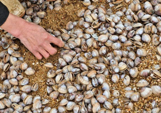 蛤蜊蒸蛋怎么做？為什么蛤蜊蒸蛋有澀味？