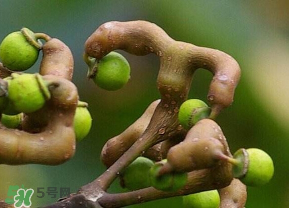 拐棗樹什么時(shí)候栽養(yǎng)？拐棗樹多少年結(jié)果