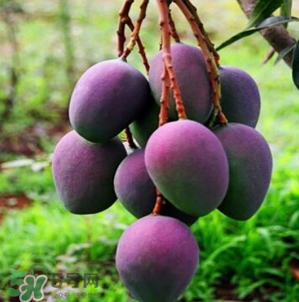 芒果有哪些品種？哪種芒果最好吃？