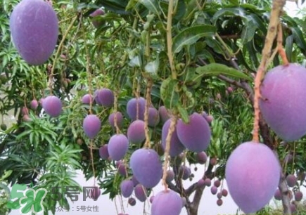 芒果有哪些品種？哪種芒果最好吃？