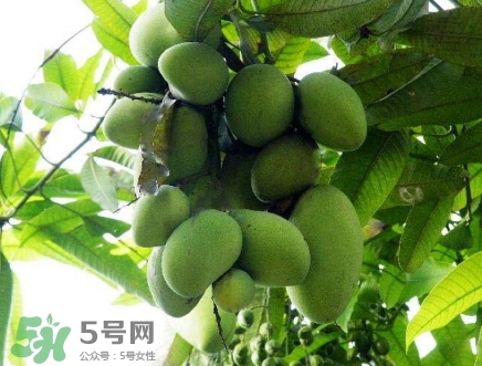 芒果有哪些品種？哪種芒果最好吃？