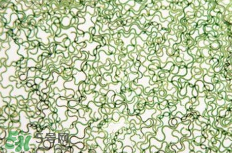 怎么辨別螺旋藻的真假？買螺旋藻怎么挑？