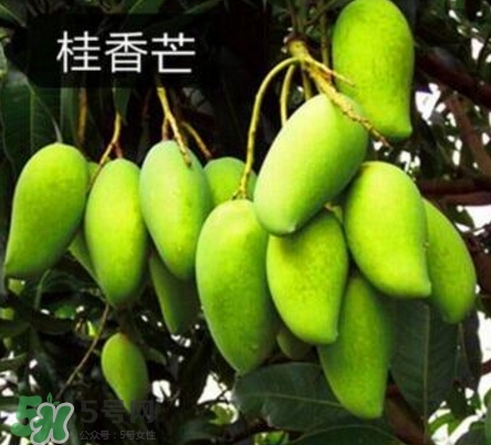 芒果有哪些品種？哪種芒果最好吃？