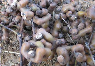 吃拐棗對人有什么好處？拐棗哪里有賣的