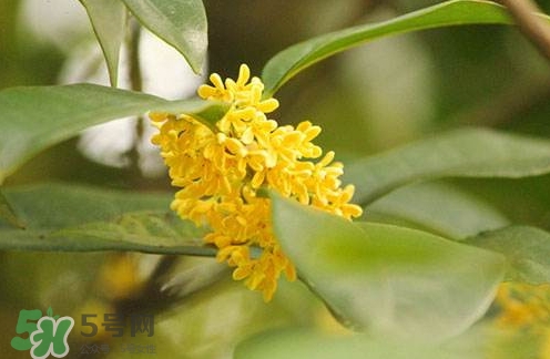 新鮮桂花怎么清洗？新鮮桂花可以冷凍嗎？