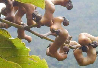 拐棗樹什么時(shí)候栽養(yǎng)？拐棗樹多少年結(jié)果