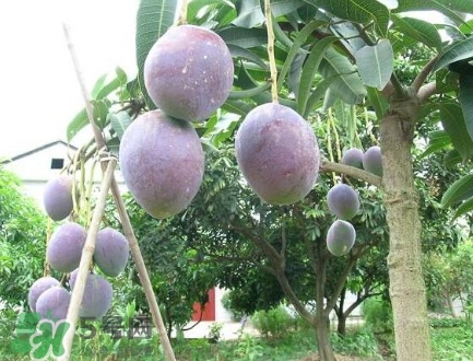 芒果有哪些品種？哪種芒果最好吃？