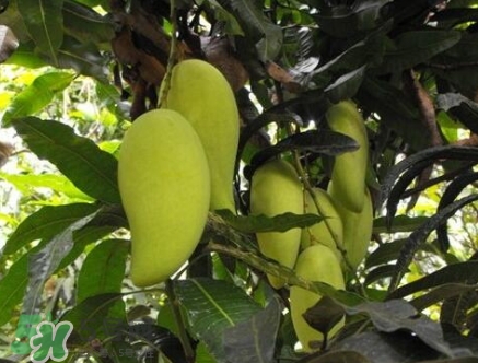 芒果有哪些品種？哪種芒果最好吃？