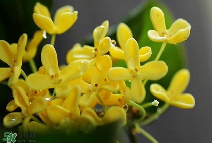 新鮮桂花怎么清洗？新鮮桂花可以冷凍嗎？