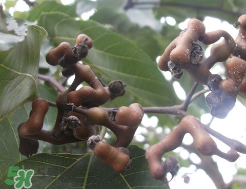 拐棗樹什么時(shí)候栽養(yǎng)？拐棗樹多少年結(jié)果