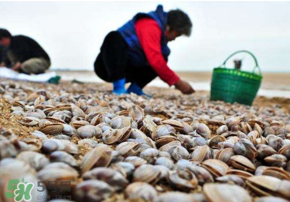 蛤蜊蒸蛋怎么做？為什么蛤蜊蒸蛋有澀味？