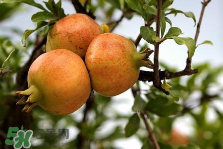 中秋節(jié)吃石榴嗎？中秋節(jié)吃石榴有什么寓意？