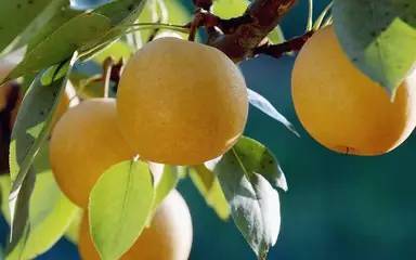 便秘可以吃芒果嗎？便秘吃什么水果好？