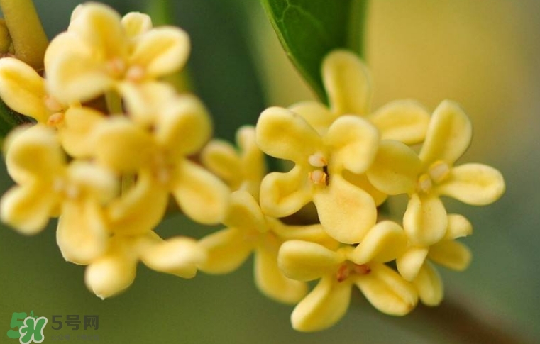 新鮮桂花怎么清洗？新鮮桂花可以冷凍嗎？